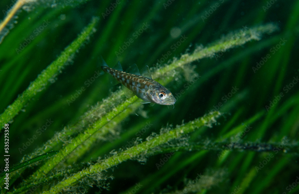 Baby cod