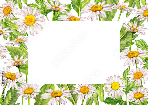 white chamomile and green leaves, watercolor drawing floral background, hand drawn illustration,natural template