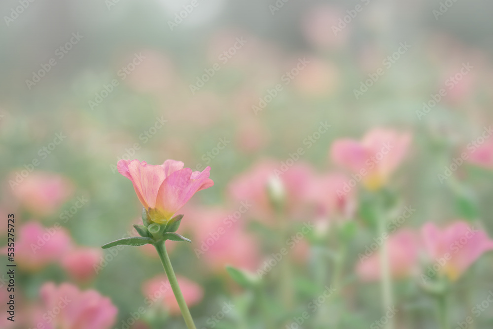 Spring blossom or springtime pink flower field blooming on bokeh blur background, pink flowers background, pastel and soft floral card, selective focus. Shallow depth of field for dreamy feel.