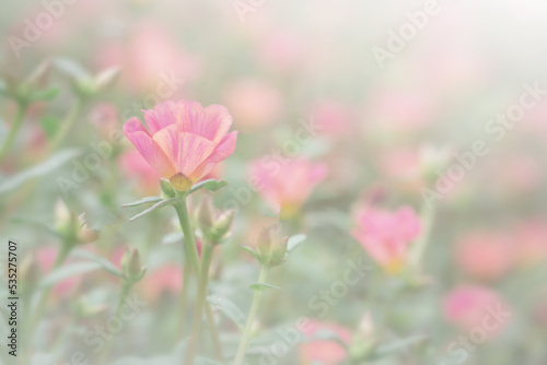 Spring blossom or springtime pink flower field blooming on bokeh blur background, pink flowers background, pastel and soft floral card, selective focus. Shallow depth of field for dreamy feel. © pornpun