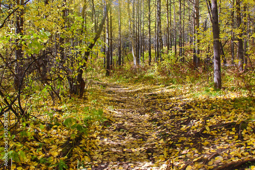 Autumn trail in the golden birch forest. Yellow carpet of fallen autumn leaves on forest footpath