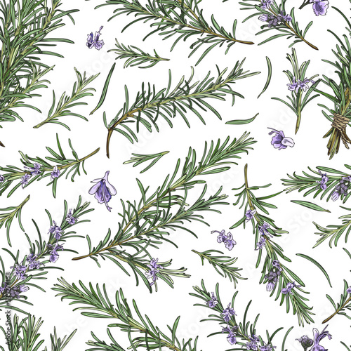 Hand drawn rosemary seamless pattern  colored sketch vector illustration on white background.