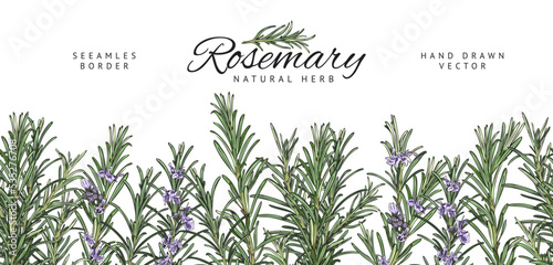 Seamless border with blooming rosemary herb sketch vector illustration isolated.