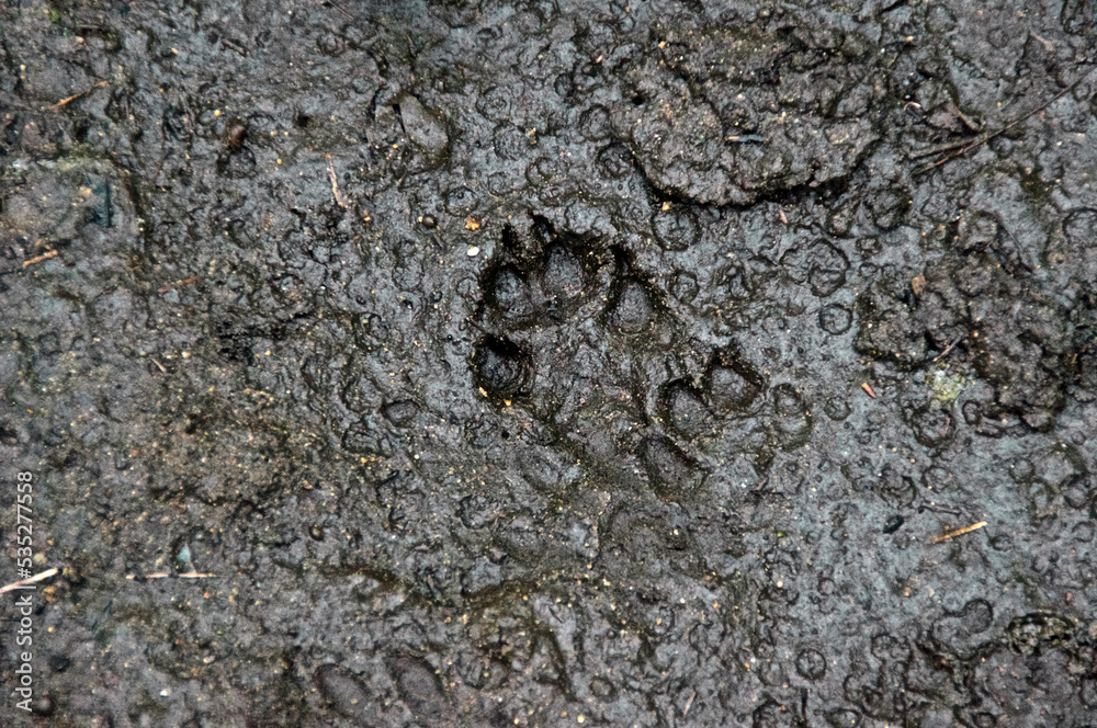 Looking down on a well defined set of paw prints made by a canine showing pads, claws and overlapping, stride in mud. Looking down on a well defined set of paw prints made by a canine showing pads, claws and overlapping, stride in mud.
