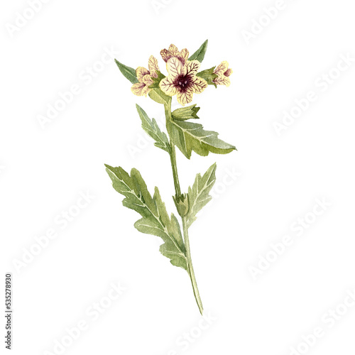 watercolor drawing poisonous flower henbane, Hyoscyamus niger, hallucinogenic plant, stinking nightshade, herb of traditional chinese medicine, hand drawn illustration