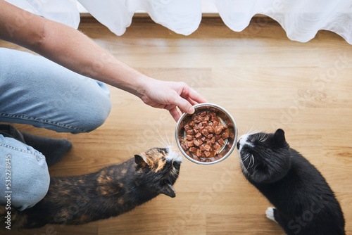 Photography Pet owner holding bowl with feeding for his two hungry cats at home