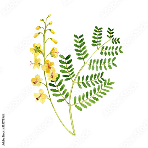 watercolor drawing poisonous flower yunshi, the cat's claw, shoofly, Caesalpinia decapetala, Biancaea decapetala, herb of traditional chinese medicine, hand drawn illustration photo