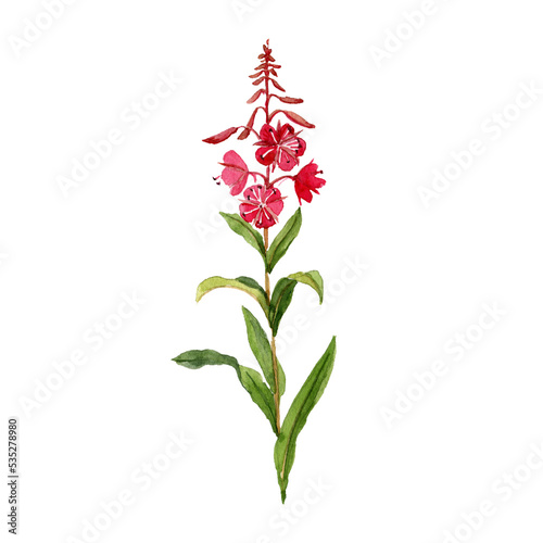 watercolor flower of fireweed, rosebay willowherb, Chamaenerion angustifolium, drawing wild plant isolated at white background , hand drawn botanical illustration photo