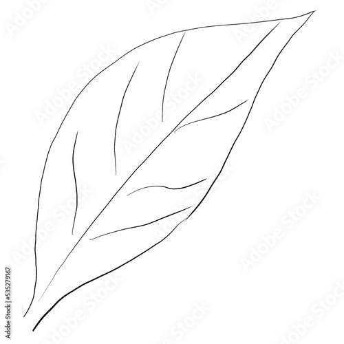 Murraya paniculata flower hand draw