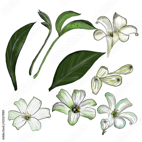 Murraya paniculata flower hand draw