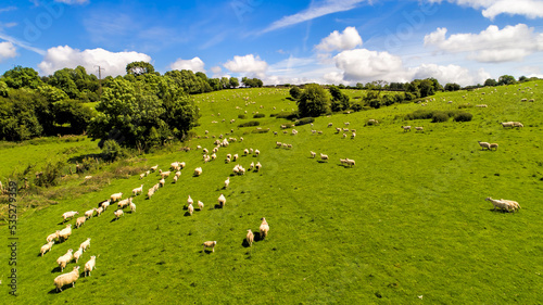 Aerial view of Irish sheep on a sunny summer day in Tipperary fields.