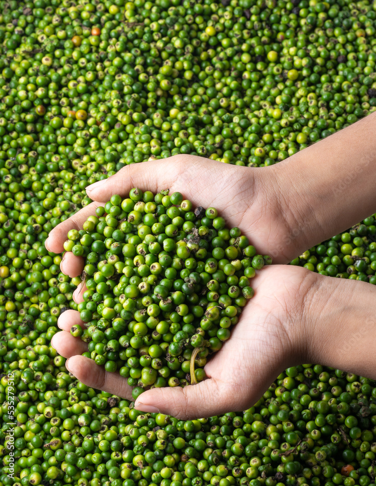 handful of green raw black peppercorns, pile of spicy and seasoning ingredient in the background, soft-focus handful of green raw black peppercorns, pile of spicy and seasoning ingredient in the background, soft-focus