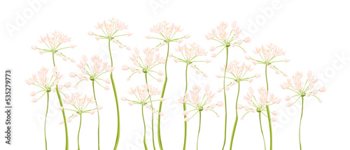 Neapolitan garlic, field flowers, vector drawing wild plants at white background, flowering meadow , hand drawn botanical illustration