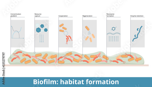 Biofilm. Habitat formation. Processes include resistance and tolerance, regeneration and cooperation of bacteria, resource capture, enzyme absorption, and gradient localization.