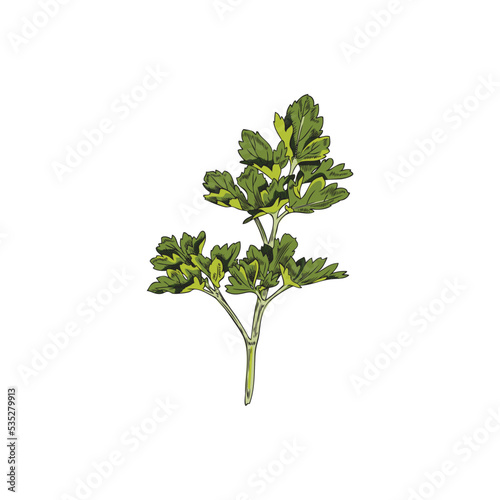Fresh garden parsley branch with leaves  hand drawn sketch vector illustration isolated on white background.