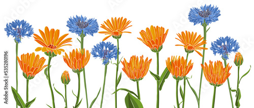 blue cornflowers and orange calendula, field flowers, vector drawing wild plants at white background, flowering meadow , hand drawn botanical illustration