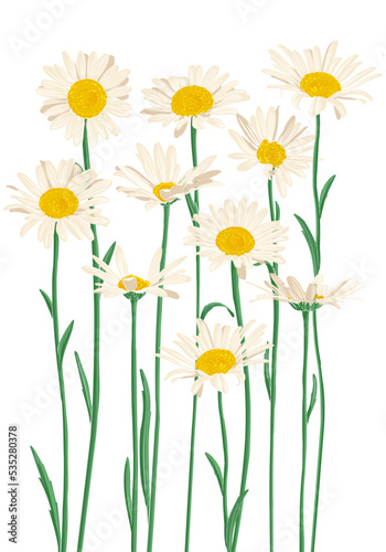 daisies, chamomiles, field flowers, vector drawing wild plants at white background, flowering meadow , hand drawn botanical illustration