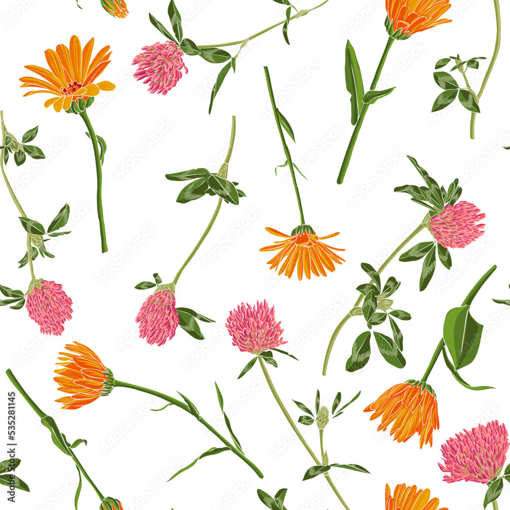 calendula flowers, field marigold zand red clover, vector drawing seamless pattern with wild plants at white background, flowering meadow , hand drawn botanical illustration