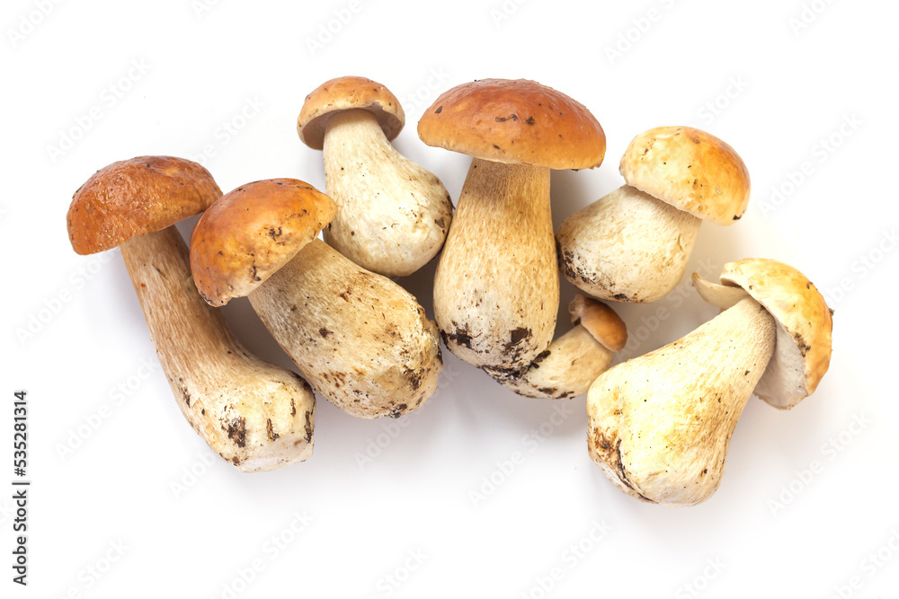 Fresh autumn cep porcini mushrooms isolated Fresh autumn cep porcini mushrooms isolated