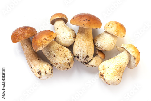 Fresh autumn cep porcini mushrooms isolated