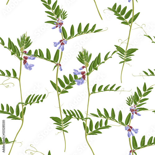 flowers of bush vetch, Vicia sepium, vector drawing seamless pattern with wild plants at white background , hand drawn botanical illustration