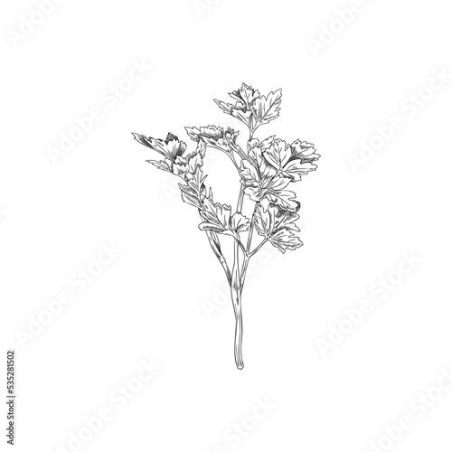 Fresh parsley branch or twig hand drawn sketch vector illustration on white. © sabelskaya