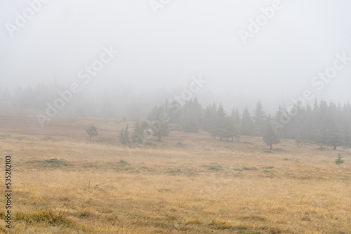 fog in the forest, Madaras Saddle, Harghita Mountains, Romania 