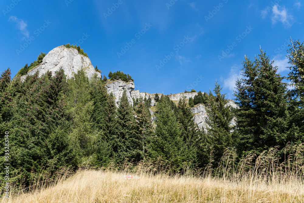 trees in the mountains,  Barbes Fangs, Bucegi Mountains, Romania 