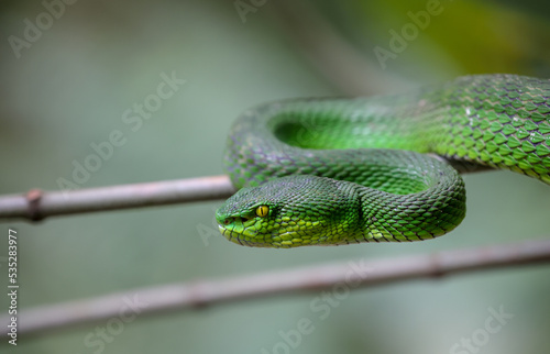 Close up photo of a Green Pit viper (Trimeresurus macrops). photo