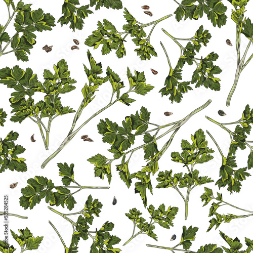 Parsley greens hand drawn seamless pattern, colored sketch vector illustration on white background.
