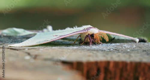 Dead North American Luna Moth And Ants on A Stump photo