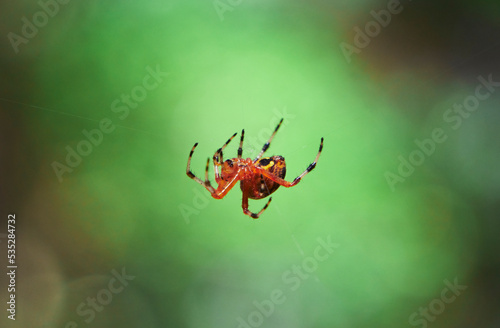 Close Up Of A Marbled Orb Weaver Spider On A Web