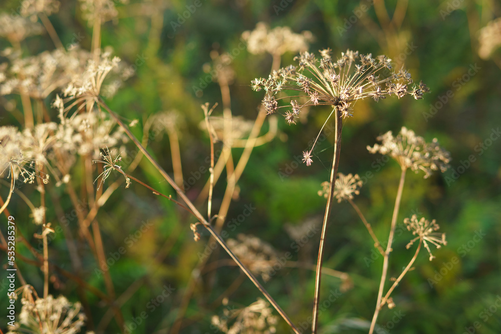 thistle in the grass thistle in the grass