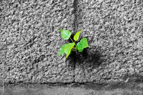 Small plant growing on stone wall