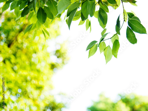 Fresh and green leaves background