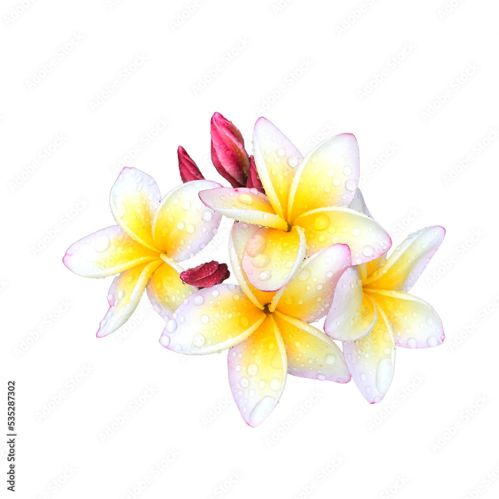 frangipani flower isolated on white background frangipani flower isolated on white background