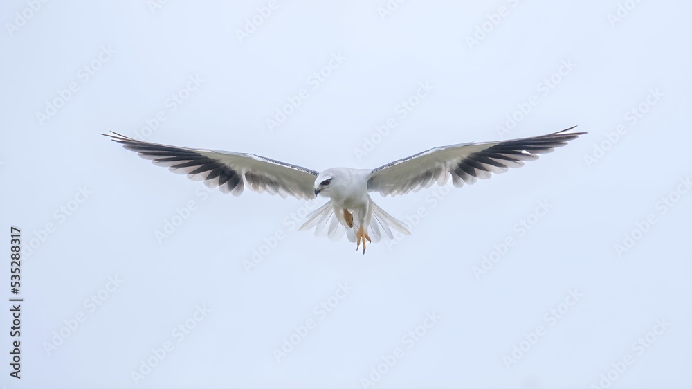 black-winged kite (Elanus caeruleus) black-winged kite (Elanus caeruleus)