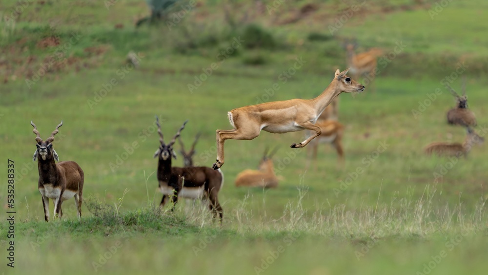 blackbuck (Antilope cervicapra), also known as the Indian antelope blackbuck (Antilope cervicapra), also known as the Indian antelope