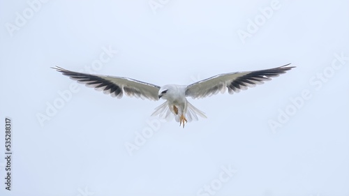 black-winged kite (Elanus caeruleus)