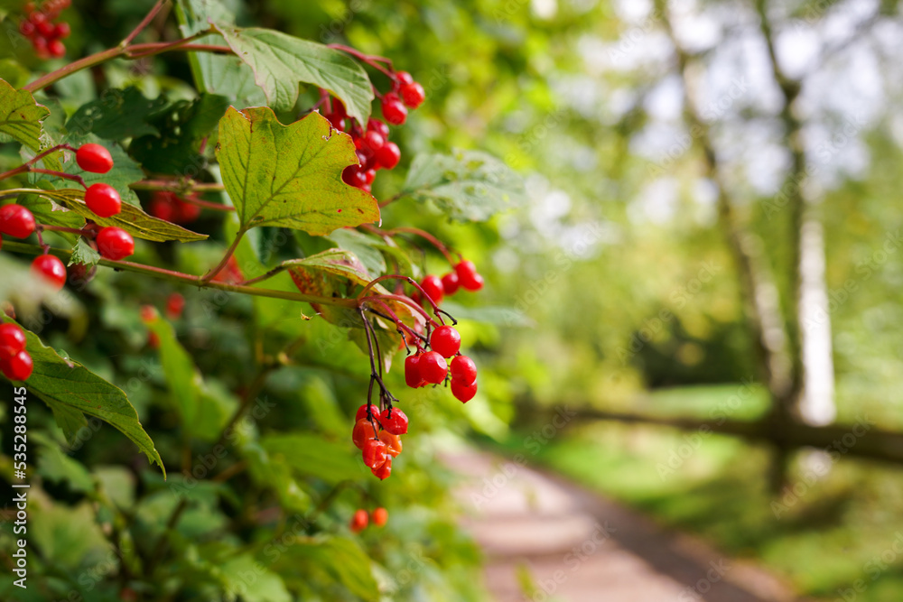 Rote Beeren im Herbst 5 Rote Beeren im Herbst 5