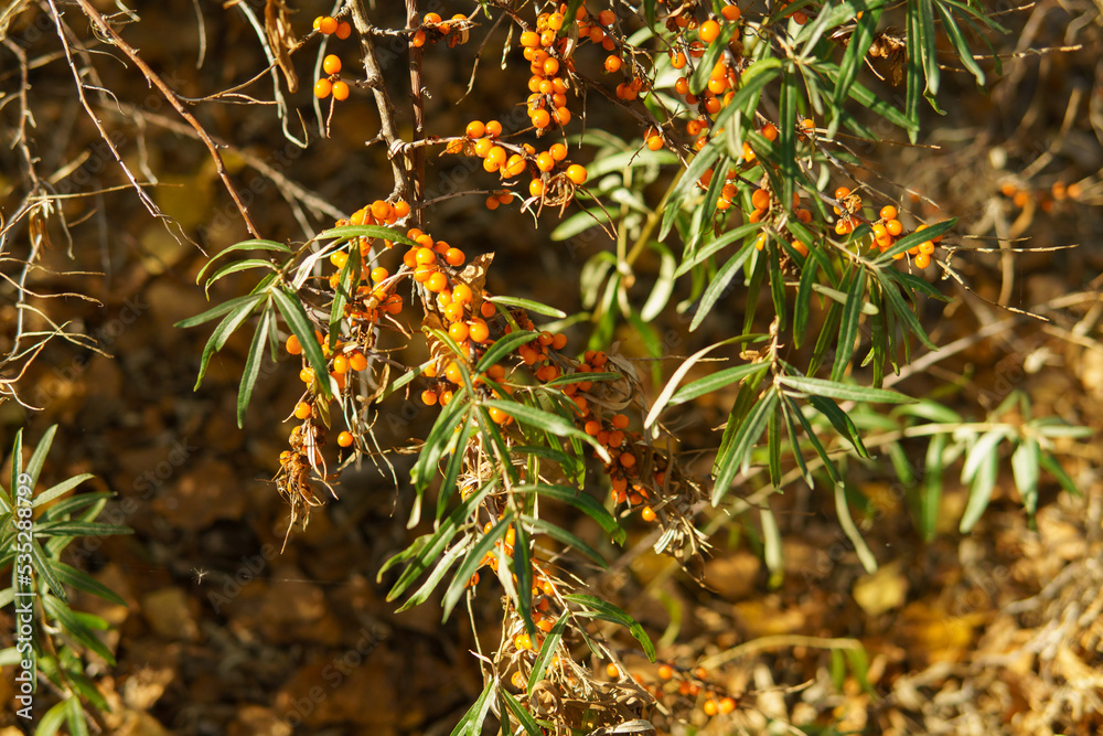 Fototapeta premium orange berries of juicy sea buckthorn