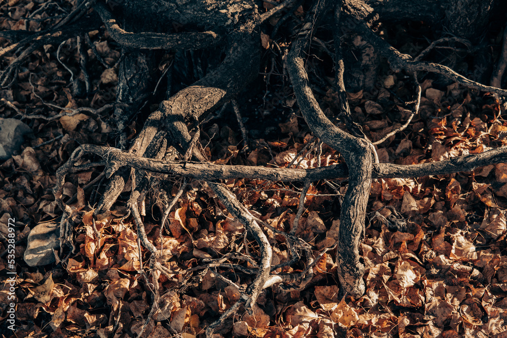 Fototapeta premium roots in the forest