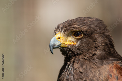 Hawks head in sunlight