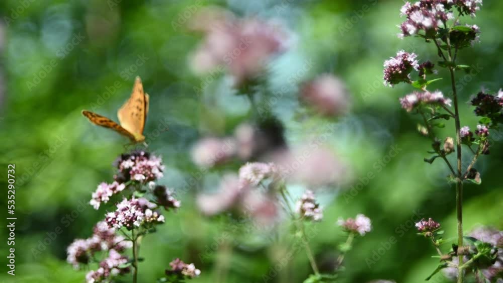 Wild oregano in a forest with insects