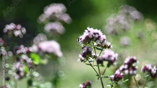 Wild oregano in a forest with insects