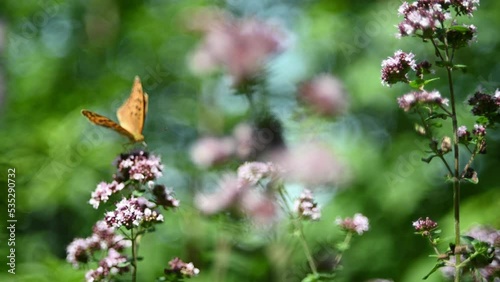 Wild oregano in a forest with insects