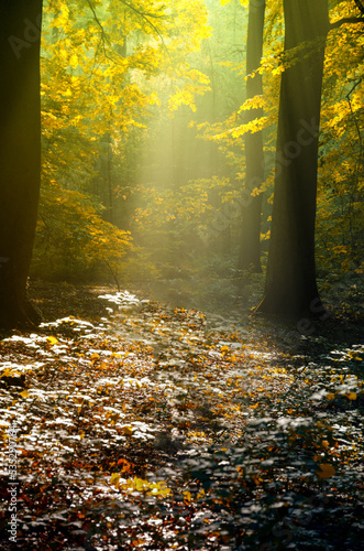 Lichtung im Herbstwald