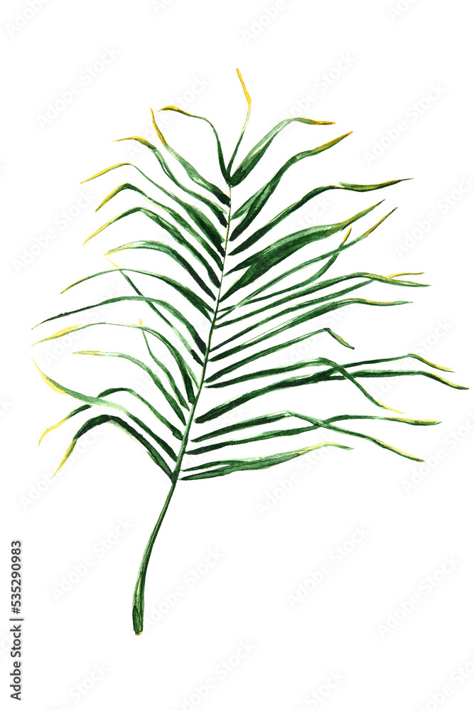 palm leaves on transparent background palm leaves on transparent background