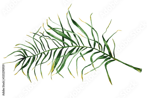 palm leaves on transparent background