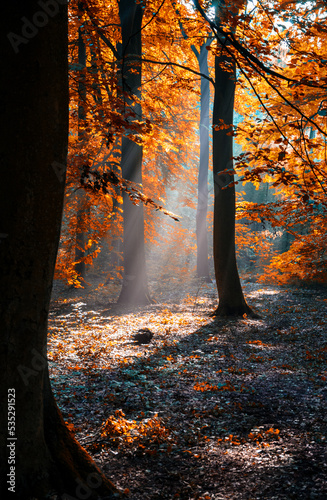 Herbstlichtung 